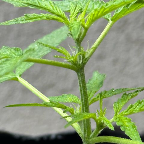 ANESIA II growlog timeline photo