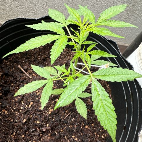 ANESIA II growlog timeline photo