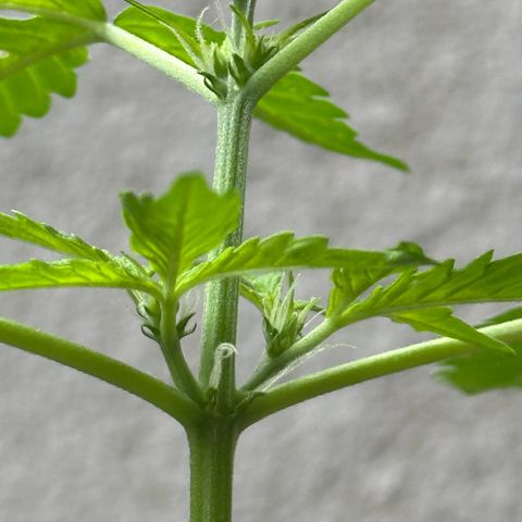 ANESIA II growlog timeline photo