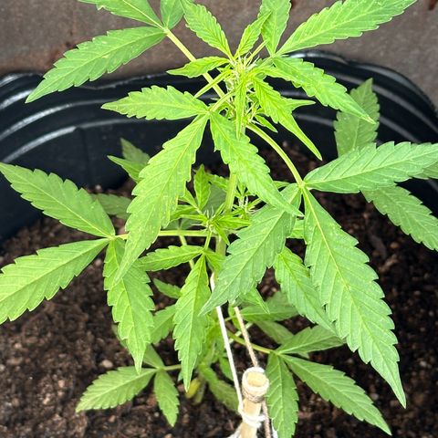 ANESIA II growlog timeline photo