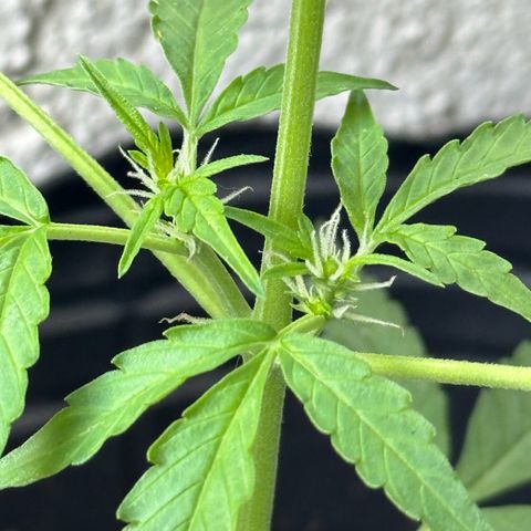 ANESIA II growlog timeline photo