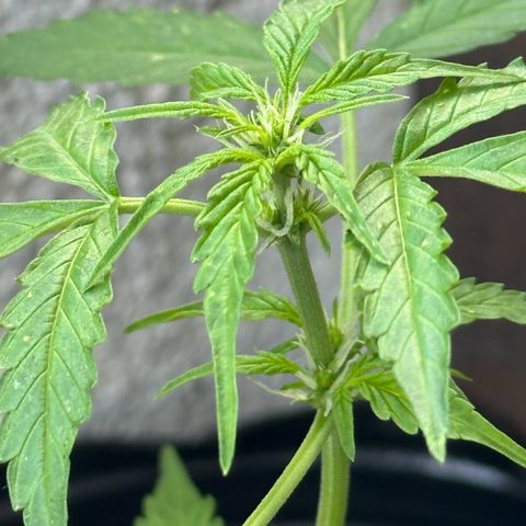 ANESIA II growlog timeline photo