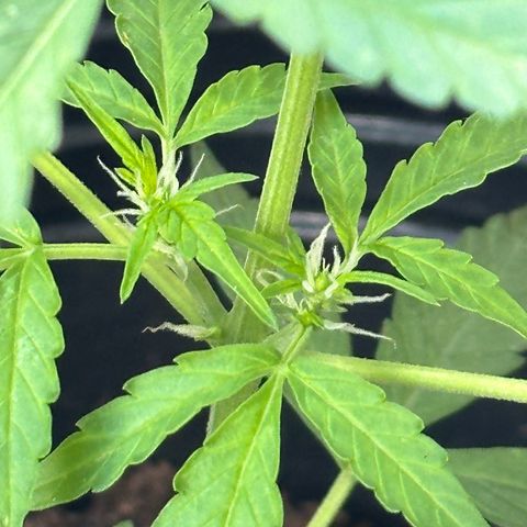 ANESIA II growlog timeline photo