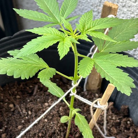 ANESIA lll growlog timeline photo