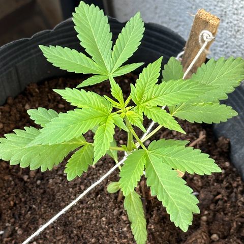 ANESIA lll growlog timeline photo