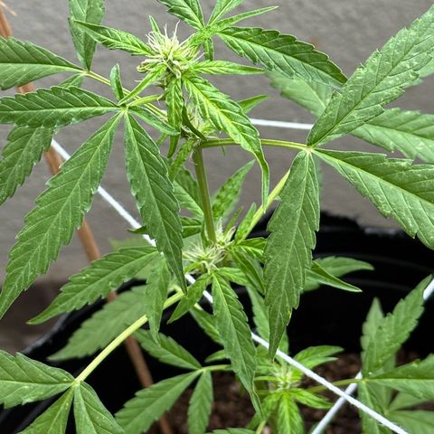 ANESIA II growlog timeline photo