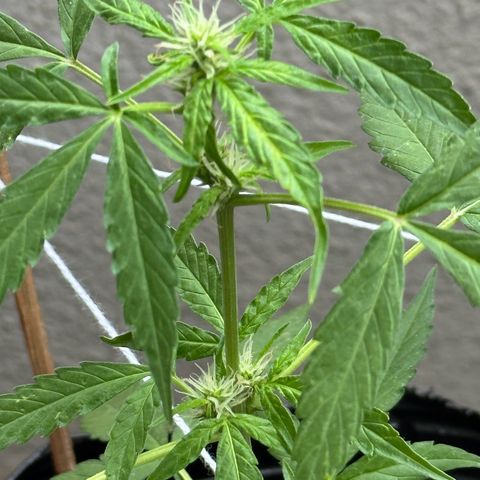 ANESIA II growlog timeline photo