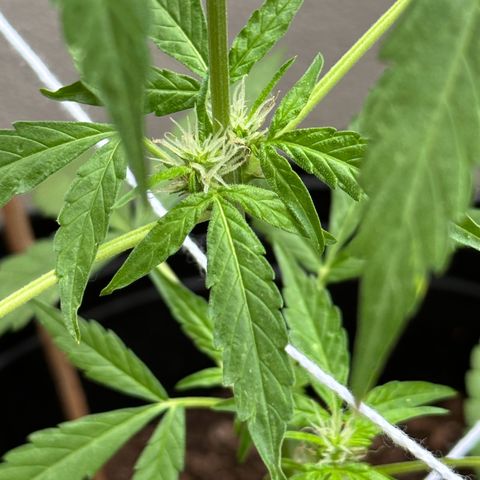 ANESIA II growlog timeline photo