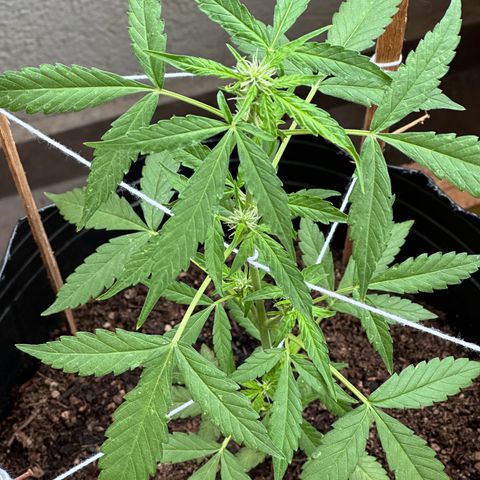 ANESIA II growlog timeline photo