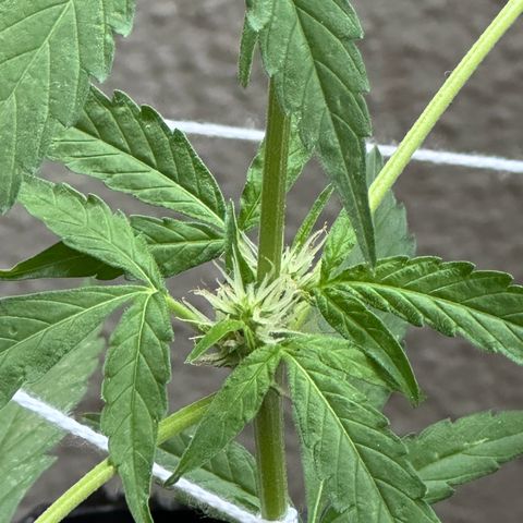 ANESIA II growlog timeline photo