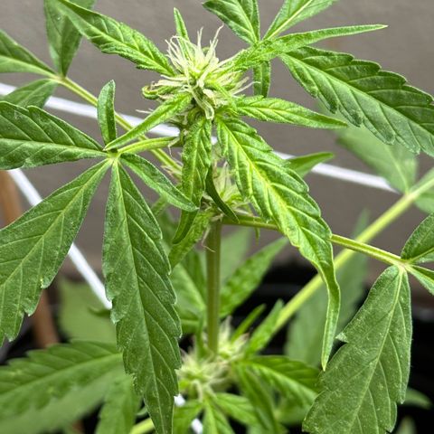 ANESIA II growlog timeline photo