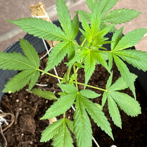 ANESIA lll growlog timeline photo