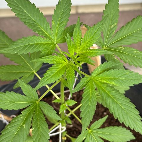 ANESIA lll growlog timeline photo