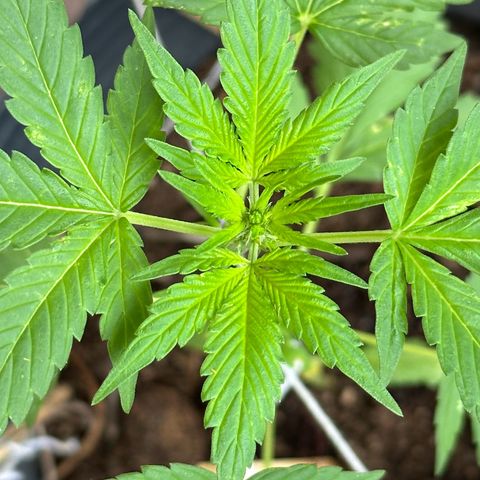 ANESIA lll growlog timeline photo