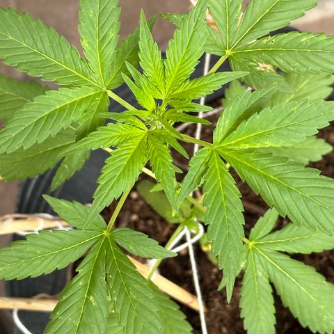 ANESIA lll growlog timeline photo