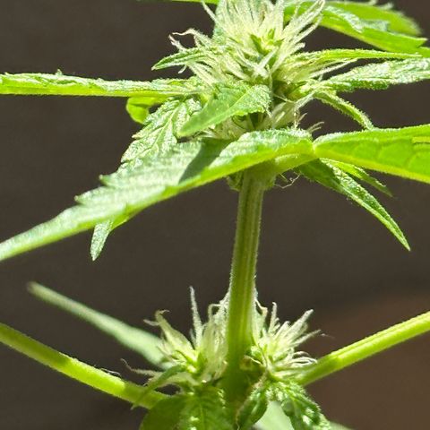 ANESIA II growlog timeline photo