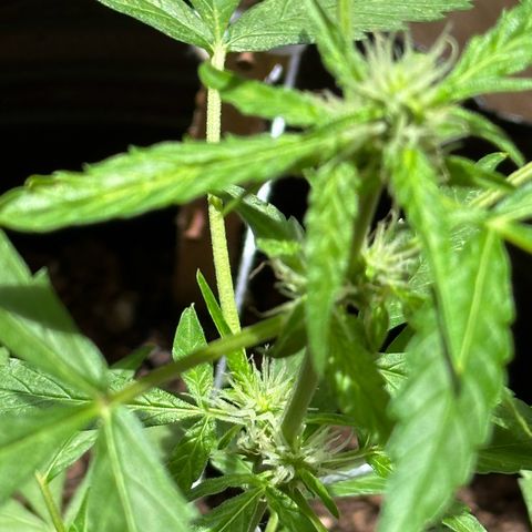 ANESIA II growlog timeline photo