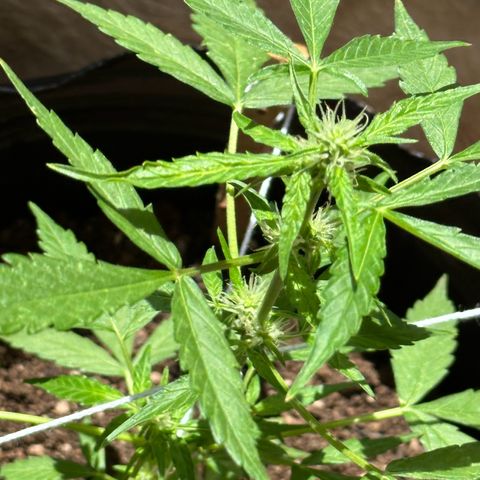 ANESIA II growlog timeline photo