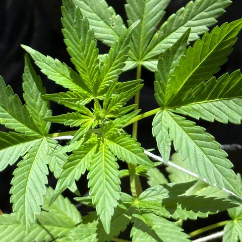 ANESIA lll growlog timeline photo