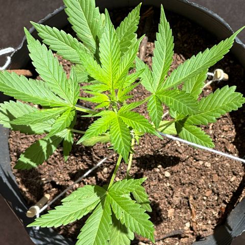 ANESIA lll growlog timeline photo