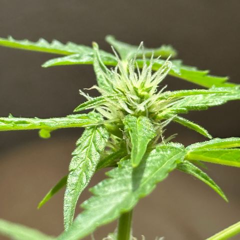 ANESIA II growlog timeline photo