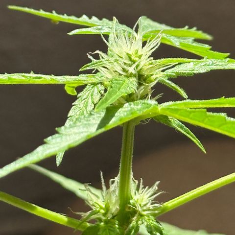 ANESIA II growlog timeline photo