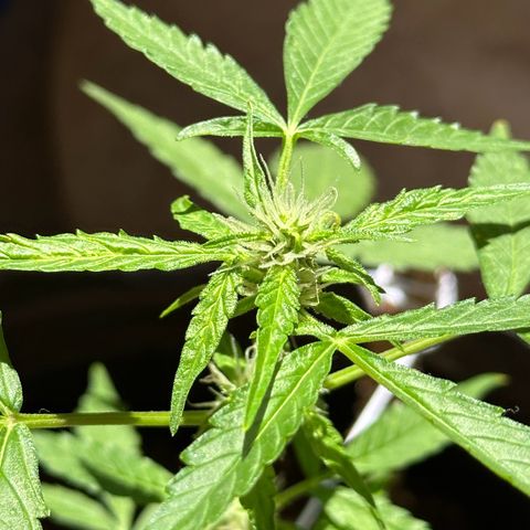 ANESIA II growlog timeline photo