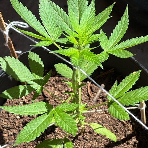 ANESIA lll growlog timeline photo