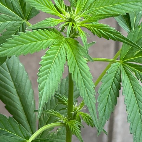 ANESIA lll growlog timeline photo