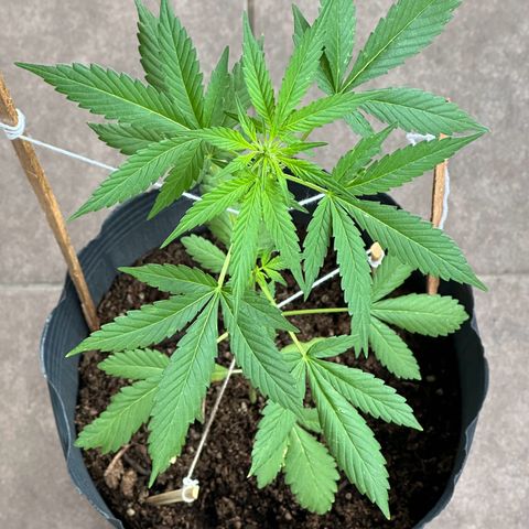 ANESIA lll growlog timeline photo