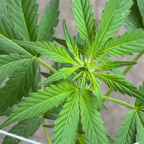 ANESIA lll growlog timeline photo