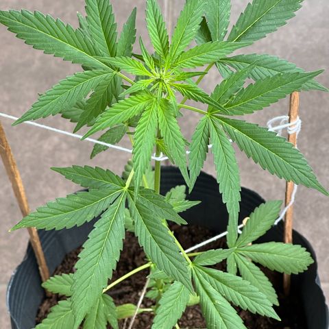 ANESIA lll growlog timeline photo