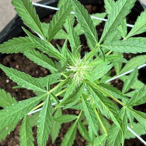 ANESIA II growlog timeline photo