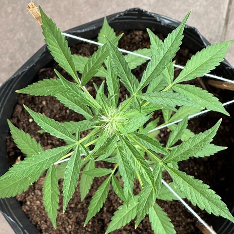 ANESIA II growlog timeline photo