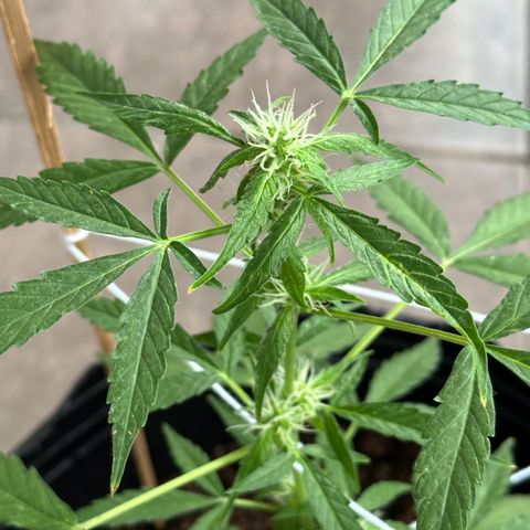ANESIA II growlog timeline photo