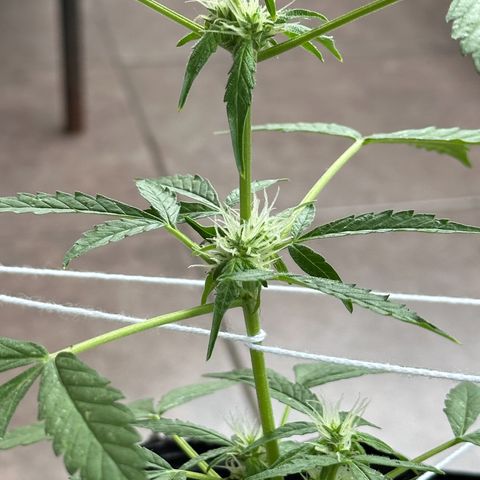 ANESIA II growlog timeline photo