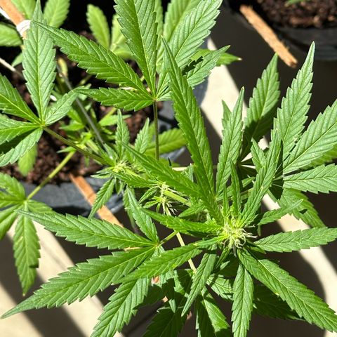 ANESIA lll growlog timeline photo