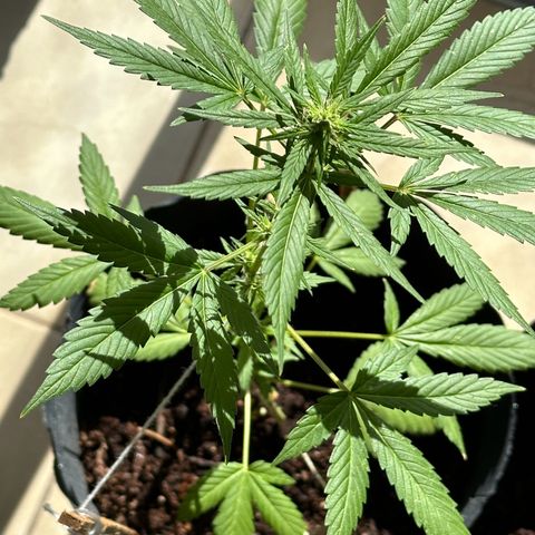 ANESIA lll growlog timeline photo