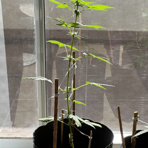 ANESIA lll growlog timeline photo