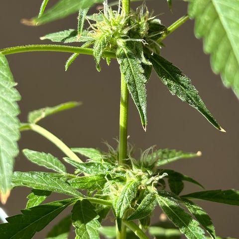 ANESIA II growlog timeline photo