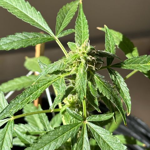 ANESIA II growlog timeline photo