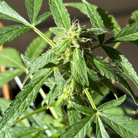 ANESIA II growlog timeline photo