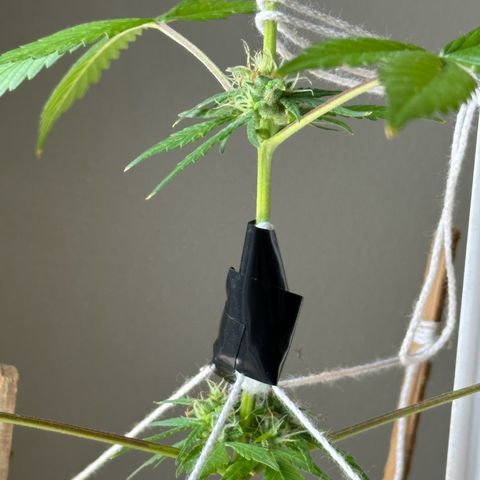 ANESIA lll growlog timeline photo