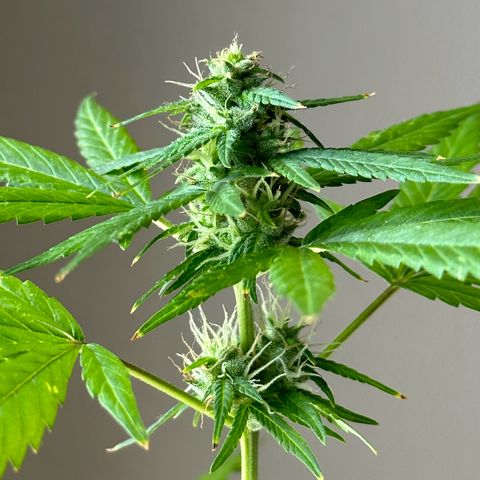 ANESIA lll growlog timeline photo