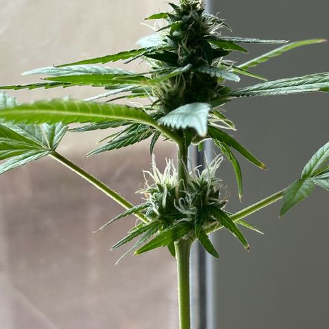 ANESIA lll growlog timeline photo