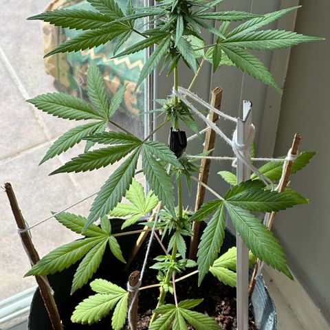 ANESIA lll growlog timeline photo