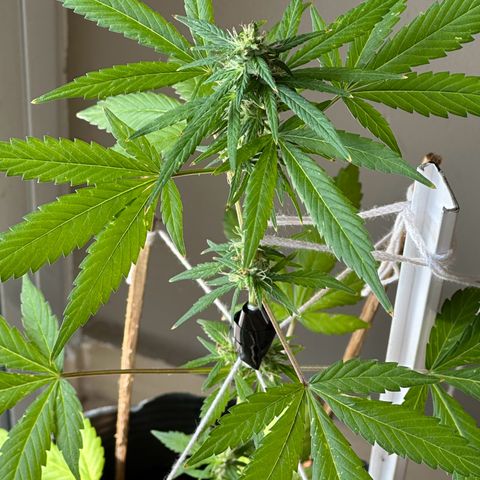 ANESIA lll growlog timeline photo