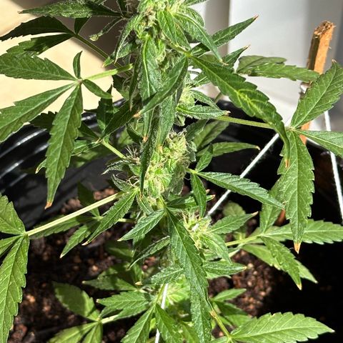 ANESIA II growlog timeline photo