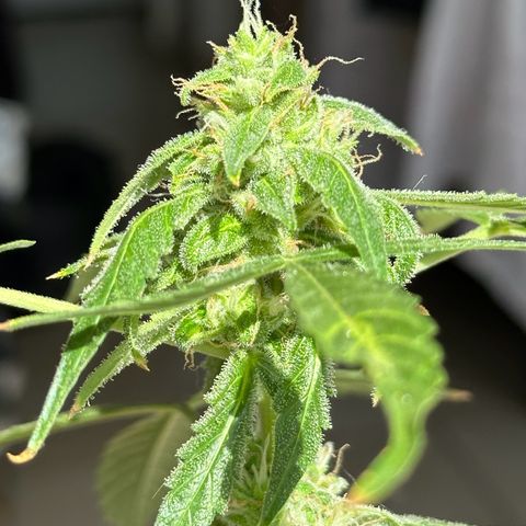 ANESIA II growlog timeline photo