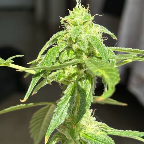 ANESIA II growlog timeline photo